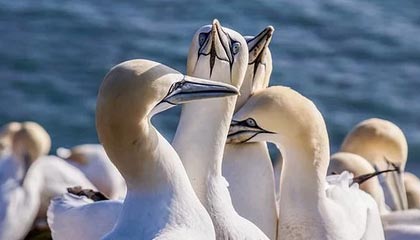 kaiyun xiazai-RNG季中赛表现抢眼，rng季中赛表现抢眼吗