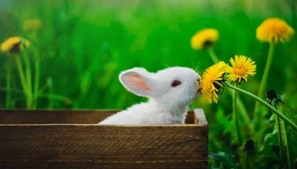 kaiyun xiazai-RNG季中赛表现抢眼，rng季中赛表现抢眼吗